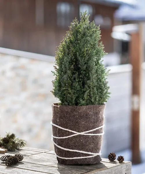 Winterschutz Winterschutz