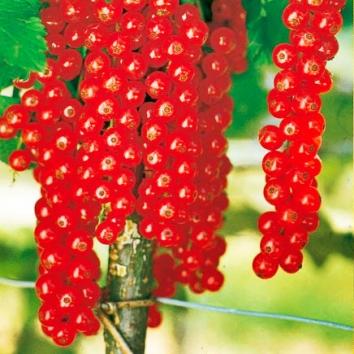 Johannisbeeren